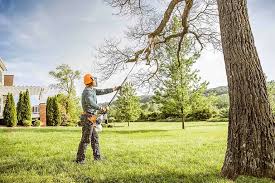 Best Tree Maintenance Programs  in Mannington, WV