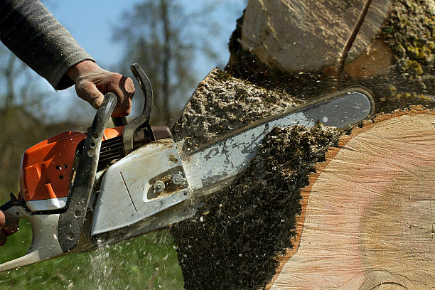 Why Choose Our Tree Removal Services in Mannington, WV?